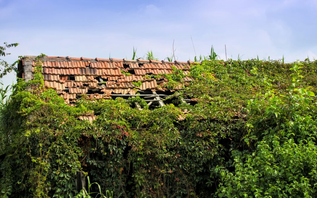 How to Identify Early Signs of Roof Damage in Sydney